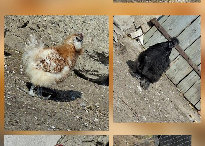 Grajewo ogłoszenia: Oddam za darmo koguty silki